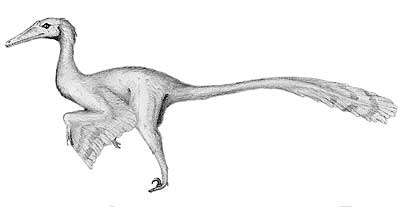 Buitreraptor- Dinosaurier