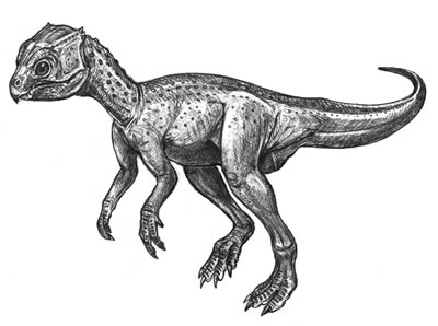 Chaoyangsaurus- Dinosaurier