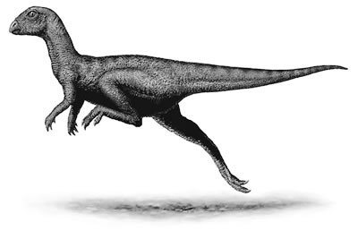 Leaellynasaura- Dinosaurier
