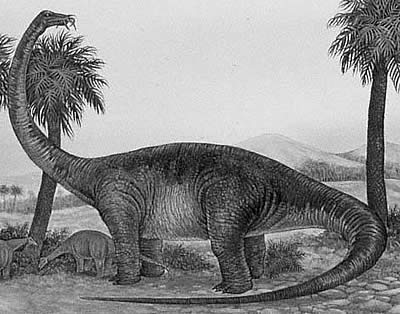 Quaesitosaurus- Dinosaurier