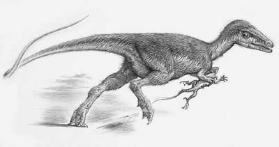 Sinosauropteryx- Dinosaurier