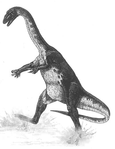 Ammosaurus- Dinosaurier