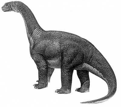 Camarasaurus- Dinosaurier