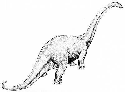 Cetiosaurus- Dinosaurier