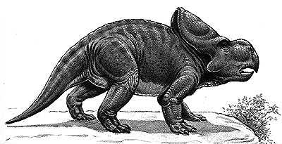 Protoceratops- Dinosaurier